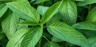 Doğal lif kaynakları arasında önemli bir yere sahip olan Jüt, özellikle tekstil ve ambalaj sektöründe yaygın olarak kullanılan bitkisel bir hammaddedir. Tropikal iklimlerde yetişen bu bitki, sağlam lif yapısı sayesinde yüzyıllardır insan hayatında yer almaktadır. Günümüzde çevre dostu üretim anlayışının yaygınlaşmasıyla birlikte Jüt yeniden değer kazanmış, sürdürülebilir ürün arayışında öne çıkan bitkilerden biri olmuştur. Konulu bir haber görseli.