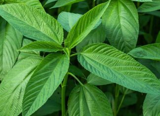 Doğal lif kaynakları arasında önemli bir yere sahip olan Jüt, özellikle tekstil ve ambalaj sektöründe yaygın olarak kullanılan bitkisel bir hammaddedir. Tropikal iklimlerde yetişen bu bitki, sağlam lif yapısı sayesinde yüzyıllardır insan hayatında yer almaktadır. Günümüzde çevre dostu üretim anlayışının yaygınlaşmasıyla birlikte Jüt yeniden değer kazanmış, sürdürülebilir ürün arayışında öne çıkan bitkilerden biri olmuştur. Konulu bir haber görseli.