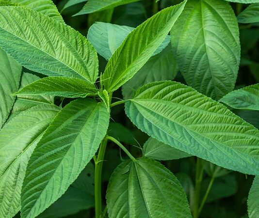 Doğal lif kaynakları arasında önemli bir yere sahip olan Jüt, özellikle tekstil ve ambalaj sektöründe yaygın olarak kullanılan bitkisel bir hammaddedir. Tropikal iklimlerde yetişen bu bitki, sağlam lif yapısı sayesinde yüzyıllardır insan hayatında yer almaktadır. Günümüzde çevre dostu üretim anlayışının yaygınlaşmasıyla birlikte Jüt yeniden değer kazanmış, sürdürülebilir ürün arayışında öne çıkan bitkilerden biri olmuştur. Konulu bir haber görseli.