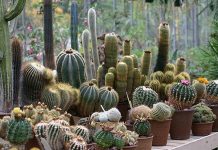 Kurak ve sıcak iklimlerin dayanıklı bitkisi olarak bilinen Kaktüs, hem doğal yaşam alanlarında hem de ev dekorasyonunda önemli bir yere sahiptir. Su tutma kapasitesi yüksek olan gövdesi ve dikenli yapısıyla tanınan Kaktüs, zorlu çevre koşullarına karşı geliştirdiği adaptasyon sayesinde uzun süre yaşayabilen bitkiler arasında yer alır. Özellikle son yıllarda minimal dekorasyon anlayışının yaygınlaşmasıyla birlikte ev ve ofis ortamlarında daha sık tercih edilmektedir. Konulu bir haber görseli.