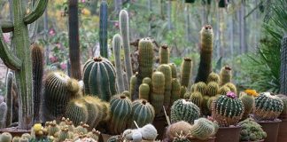Kurak ve sıcak iklimlerin dayanıklı bitkisi olarak bilinen Kaktüs, hem doğal yaşam alanlarında hem de ev dekorasyonunda önemli bir yere sahiptir. Su tutma kapasitesi yüksek olan gövdesi ve dikenli yapısıyla tanınan Kaktüs, zorlu çevre koşullarına karşı geliştirdiği adaptasyon sayesinde uzun süre yaşayabilen bitkiler arasında yer alır. Özellikle son yıllarda minimal dekorasyon anlayışının yaygınlaşmasıyla birlikte ev ve ofis ortamlarında daha sık tercih edilmektedir. Konulu bir haber görseli.