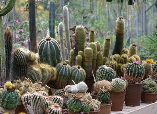 Kurak ve sıcak iklimlerin dayanıklı bitkisi olarak bilinen Kaktüs, hem doğal yaşam alanlarında hem de ev dekorasyonunda önemli bir yere sahiptir. Su tutma kapasitesi yüksek olan gövdesi ve dikenli yapısıyla tanınan Kaktüs, zorlu çevre koşullarına karşı geliştirdiği adaptasyon sayesinde uzun süre yaşayabilen bitkiler arasında yer alır. Özellikle son yıllarda minimal dekorasyon anlayışının yaygınlaşmasıyla birlikte ev ve ofis ortamlarında daha sık tercih edilmektedir. Konulu bir haber görseli.
