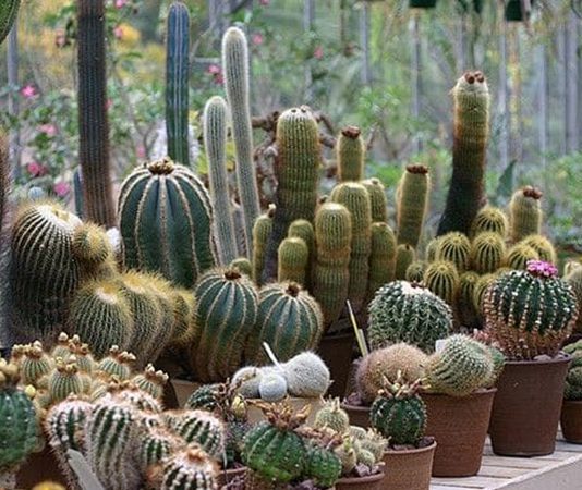 Kurak ve sıcak iklimlerin dayanıklı bitkisi olarak bilinen Kaktüs, hem doğal yaşam alanlarında hem de ev dekorasyonunda önemli bir yere sahiptir. Su tutma kapasitesi yüksek olan gövdesi ve dikenli yapısıyla tanınan Kaktüs, zorlu çevre koşullarına karşı geliştirdiği adaptasyon sayesinde uzun süre yaşayabilen bitkiler arasında yer alır. Özellikle son yıllarda minimal dekorasyon anlayışının yaygınlaşmasıyla birlikte ev ve ofis ortamlarında daha sık tercih edilmektedir. Konulu bir haber görseli.