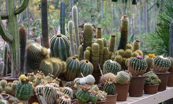 Kurak ve sıcak iklimlerin dayanıklı bitkisi olarak bilinen Kaktüs, hem doğal yaşam alanlarında hem de ev dekorasyonunda önemli bir yere sahiptir. Su tutma kapasitesi yüksek olan gövdesi ve dikenli yapısıyla tanınan Kaktüs, zorlu çevre koşullarına karşı geliştirdiği adaptasyon sayesinde uzun süre yaşayabilen bitkiler arasında yer alır. Özellikle son yıllarda minimal dekorasyon anlayışının yaygınlaşmasıyla birlikte ev ve ofis ortamlarında daha sık tercih edilmektedir. Konulu bir haber görseli.