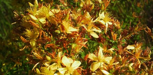 Doğal bitkisel çözümler son yıllarda yeniden ilgi görmeye başladı. Özellikle geleneksel tıpta önemli bir yere sahip olan Kantaron, hem cilt sağlığı hem de ruhsal denge üzerindeki etkileriyle dikkat çekiyor. Sarı çiçekleriyle doğada kolayca fark edilen bu bitki, yüzyıllardır farklı kültürlerde alternatif destek ürünü olarak kullanılıyor. Peki Kantaron nedir ve neden bu kadar popüler hale gelmiştir? Konulu bir haber görseli.