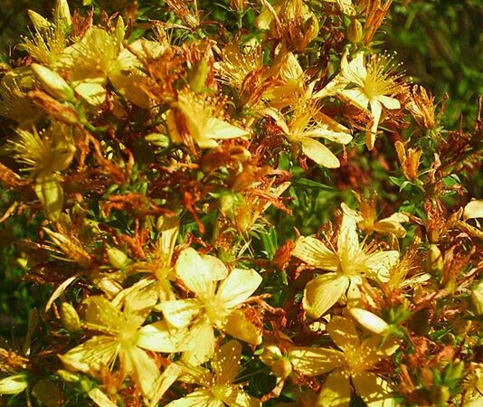 Doğal bitkisel çözümler son yıllarda yeniden ilgi görmeye başladı. Özellikle geleneksel tıpta önemli bir yere sahip olan Kantaron, hem cilt sağlığı hem de ruhsal denge üzerindeki etkileriyle dikkat çekiyor. Sarı çiçekleriyle doğada kolayca fark edilen bu bitki, yüzyıllardır farklı kültürlerde alternatif destek ürünü olarak kullanılıyor. Peki Kantaron nedir ve neden bu kadar popüler hale gelmiştir? Konulu bir haber görseli.