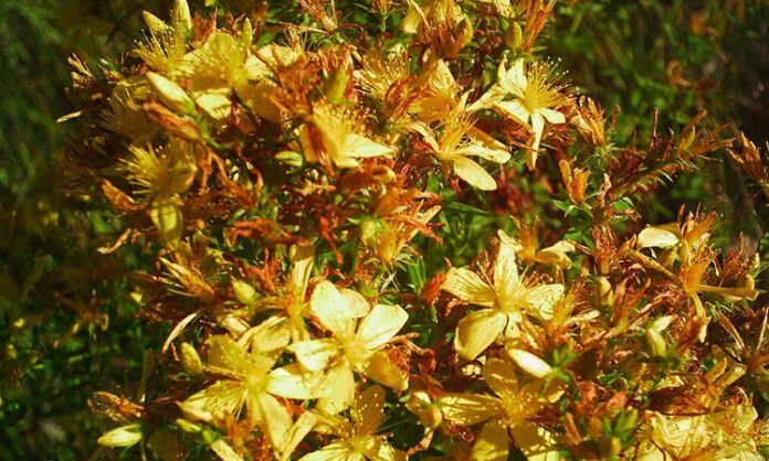 Doğal bitkisel çözümler son yıllarda yeniden ilgi görmeye başladı. Özellikle geleneksel tıpta önemli bir yere sahip olan Kantaron, hem cilt sağlığı hem de ruhsal denge üzerindeki etkileriyle dikkat çekiyor. Sarı çiçekleriyle doğada kolayca fark edilen bu bitki, yüzyıllardır farklı kültürlerde alternatif destek ürünü olarak kullanılıyor. Peki Kantaron nedir ve neden bu kadar popüler hale gelmiştir? Konulu bir haber görseli.
