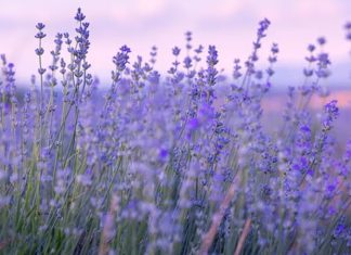 Karabaş otu, geleneksel tıpta yüzyıllardır kullanılan, özellikle solunum yolları ve sinir sistemi üzerinde faydalarıyla öne çıkan bir bitkidir. Latince adı Cnicus benedictus olan bu bitki, Akdeniz bölgesi başta olmak üzere birçok ılıman iklimde yetişir. Bitkinin kök, yaprak ve çiçek kısımları farklı yöntemlerle kullanılabilir ve içerdiği bitter bileşikler, flavonoidler ve antioksidanlar sayesinde sağlığa çeşitli katkılarda bulunur. Konulu bir haber görseli.