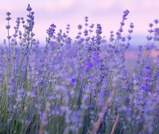 Karabaş otu, geleneksel tıpta yüzyıllardır kullanılan, özellikle solunum yolları ve sinir sistemi üzerinde faydalarıyla öne çıkan bir bitkidir. Latince adı Cnicus benedictus olan bu bitki, Akdeniz bölgesi başta olmak üzere birçok ılıman iklimde yetişir. Bitkinin kök, yaprak ve çiçek kısımları farklı yöntemlerle kullanılabilir ve içerdiği bitter bileşikler, flavonoidler ve antioksidanlar sayesinde sağlığa çeşitli katkılarda bulunur. Konulu bir haber görseli.