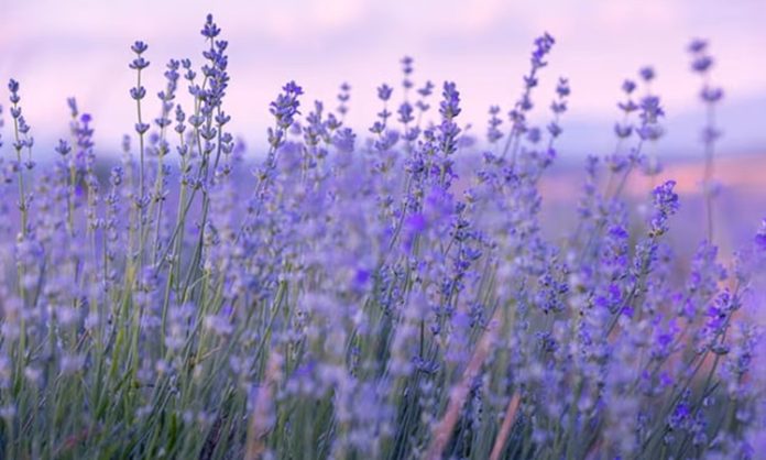 Karabaş otu, geleneksel tıpta yüzyıllardır kullanılan, özellikle solunum yolları ve sinir sistemi üzerinde faydalarıyla öne çıkan bir bitkidir. Latince adı Cnicus benedictus olan bu bitki, Akdeniz bölgesi başta olmak üzere birçok ılıman iklimde yetişir. Bitkinin kök, yaprak ve çiçek kısımları farklı yöntemlerle kullanılabilir ve içerdiği bitter bileşikler, flavonoidler ve antioksidanlar sayesinde sağlığa çeşitli katkılarda bulunur. Konulu bir haber görseli.