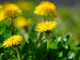 Doğada kendiliğinden yetişen ve sarı çiçekleriyle dikkat çeken Karahindiba, yüzyıllardır hem geleneksel tıpta hem de mutfak kültüründe kullanılan değerli bir bitkidir. Çay formunda, salatalarda ya da farklı tariflerde değerlendirilebilen bu bitki, özellikle doğal yaşamı benimseyenlerin ilgisini çekmektedir. Son dönemde artan bitkisel ürün arayışıyla birlikte Karahindiba nedir ve ne işe yarar soruları daha sık gündeme gelmektedir. Konulu bir haber görseli.