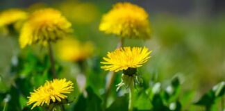 Doğada kendiliğinden yetişen ve sarı çiçekleriyle dikkat çeken Karahindiba, yüzyıllardır hem geleneksel tıpta hem de mutfak kültüründe kullanılan değerli bir bitkidir. Çay formunda, salatalarda ya da farklı tariflerde değerlendirilebilen bu bitki, özellikle doğal yaşamı benimseyenlerin ilgisini çekmektedir. Son dönemde artan bitkisel ürün arayışıyla birlikte Karahindiba nedir ve ne işe yarar soruları daha sık gündeme gelmektedir. Konulu bir haber görseli.
