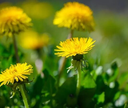 Karahindiba Nedir? Karahindiba’nın Faydaları Nelerdir? Doğada kendiliğinden yetişen ve sarı çiçekleriyle dikkat çeken Karahindiba, yüzyıllardır hem geleneksel tıpta hem de mutfak kültüründe kullanılan değerli bir bitkidir. Çay formunda, salatalarda ya da farklı tariflerde değerlendirilebilen bu bitki, özellikle doğal yaşamı benimseyenlerin ilgisini çekmektedir. Son dönemde artan bitkisel ürün arayışıyla birlikte Karahindiba nedir ve ne işe yarar soruları daha sık gündeme gelmektedir. Konulu bir haber görseli.