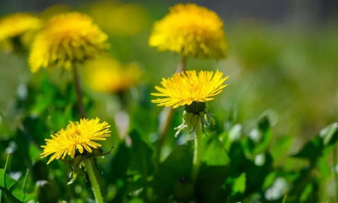 Doğada kendiliğinden yetişen ve sarı çiçekleriyle dikkat çeken Karahindiba, yüzyıllardır hem geleneksel tıpta hem de mutfak kültüründe kullanılan değerli bir bitkidir. Çay formunda, salatalarda ya da farklı tariflerde değerlendirilebilen bu bitki, özellikle doğal yaşamı benimseyenlerin ilgisini çekmektedir. Son dönemde artan bitkisel ürün arayışıyla birlikte Karahindiba nedir ve ne işe yarar soruları daha sık gündeme gelmektedir. Konulu bir haber görseli.