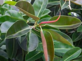 Tropikal iklimlerin önemli bitkilerinden biri olan Kauçuk Ağacı, doğal kauçuk üretiminin temel kaynağıdır. Sanayi devriminden bu yana dünya ekonomisinde kritik bir rol üstlenen bu ağaç, özellikle otomotiv ve üretim sektörlerinde vazgeçilmez hammaddeler arasında yer alır. Dayanıklı ve esnek yapısıyla bilinen doğal kauçuk, günümüzde pek çok ürünün ana bileşenidir. Bu nedenle Kauçuk Ağacı, hem tarımsal hem de endüstriyel açıdan büyük bir öneme sahiptir. Konulu bir haber görseli.