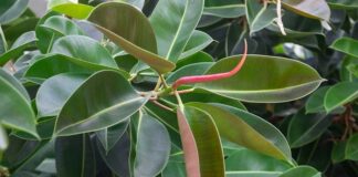 Tropikal iklimlerin önemli bitkilerinden biri olan Kauçuk Ağacı, doğal kauçuk üretiminin temel kaynağıdır. Sanayi devriminden bu yana dünya ekonomisinde kritik bir rol üstlenen bu ağaç, özellikle otomotiv ve üretim sektörlerinde vazgeçilmez hammaddeler arasında yer alır. Dayanıklı ve esnek yapısıyla bilinen doğal kauçuk, günümüzde pek çok ürünün ana bileşenidir. Bu nedenle Kauçuk Ağacı, hem tarımsal hem de endüstriyel açıdan büyük bir öneme sahiptir. Konulu bir haber görseli.