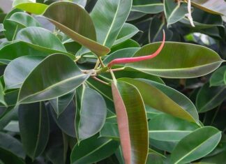 Kauçuk Ağacı Nedir? Kauçuk Ağacı’nın Faydaları Nelerdir? Tropikal iklimlerin önemli bitkilerinden biri olan Kauçuk Ağacı, doğal kauçuk üretiminin temel kaynağıdır. Sanayi devriminden bu yana dünya ekonomisinde kritik bir rol üstlenen bu ağaç, özellikle otomotiv ve üretim sektörlerinde vazgeçilmez hammaddeler arasında yer alır. Dayanıklı ve esnek yapısıyla bilinen doğal kauçuk, günümüzde pek çok ürünün ana bileşenidir. Bu nedenle Kauçuk Ağacı, hem tarımsal hem de endüstriyel açıdan büyük bir öneme sahiptir. Konulu bir haber görseli.