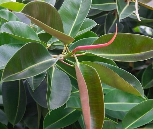 Kauçuk Ağacı Nedir? Kauçuk Ağacı’nın Faydaları Nelerdir? Tropikal iklimlerin önemli bitkilerinden biri olan Kauçuk Ağacı, doğal kauçuk üretiminin temel kaynağıdır. Sanayi devriminden bu yana dünya ekonomisinde kritik bir rol üstlenen bu ağaç, özellikle otomotiv ve üretim sektörlerinde vazgeçilmez hammaddeler arasında yer alır. Dayanıklı ve esnek yapısıyla bilinen doğal kauçuk, günümüzde pek çok ürünün ana bileşenidir. Bu nedenle Kauçuk Ağacı, hem tarımsal hem de endüstriyel açıdan büyük bir öneme sahiptir. Konulu bir haber görseli.