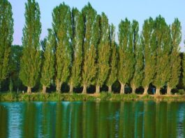 Kavak Nedir? Kavak’ın Faydaları Nelerdir? Kavak, hızlı büyümesi ve uzun gövdesiyle dikkat çeken, genellikle su kenarlarında ve verimli ovalarda yetişen bir ağaç türüdür. Bilimsel olarak Populus cinsine ait olan kavak ağacı, dünya genelinde ılıman iklim kuşaklarında yaygın olarak bulunur. Hem doğal alanlarda hem de planlı tarım arazilerinde yetiştirilebilen bu ağaç, ekonomik değeri yüksek türler arasında yer alır. Konulu bir haber görseli.