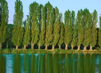 Kavak, hızlı büyümesi ve uzun gövdesiyle dikkat çeken, genellikle su kenarlarında ve verimli ovalarda yetişen bir ağaç türüdür. Bilimsel olarak Populus cinsine ait olan kavak ağacı, dünya genelinde ılıman iklim kuşaklarında yaygın olarak bulunur. Hem doğal alanlarda hem de planlı tarım arazilerinde yetiştirilebilen bu ağaç, ekonomik değeri yüksek türler arasında yer alır. Konulu bir haber görseli.