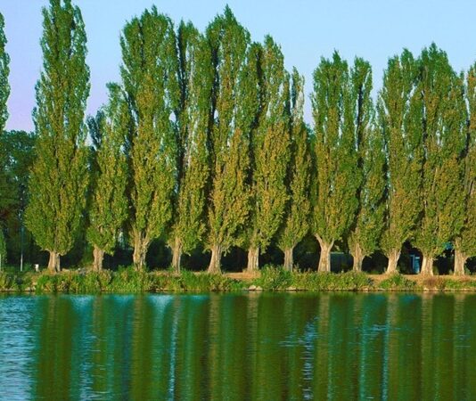 Kavak, hızlı büyümesi ve uzun gövdesiyle dikkat çeken, genellikle su kenarlarında ve verimli ovalarda yetişen bir ağaç türüdür. Bilimsel olarak Populus cinsine ait olan kavak ağacı, dünya genelinde ılıman iklim kuşaklarında yaygın olarak bulunur. Hem doğal alanlarda hem de planlı tarım arazilerinde yetiştirilebilen bu ağaç, ekonomik değeri yüksek türler arasında yer alır. Konulu bir haber görseli.