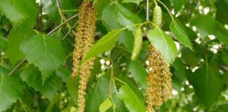 Kayın, geniş yapraklı ve uzun ömürlü ağaç türleri arasında yer alan, estetik görünümü ve sağlam yapısıyla dikkat çeken bir orman ağacıdır. Bilimsel olarak Fagus cinsine ait olan kayın ağacı, özellikle ılıman iklim bölgelerinde yaygın olarak yetişir. Türkiye’de en sık görülen türlerinden biri ise Fagus orientalis olarak bilinen Doğu kayınıdır. Karadeniz ve Marmara bölgelerinde geniş kayın ormanları bulunur. Konulu bir haber görseli.