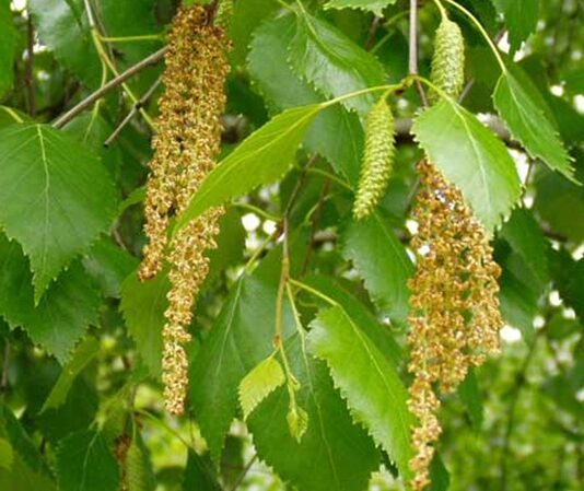 Kayın, geniş yapraklı ve uzun ömürlü ağaç türleri arasında yer alan, estetik görünümü ve sağlam yapısıyla dikkat çeken bir orman ağacıdır. Bilimsel olarak Fagus cinsine ait olan kayın ağacı, özellikle ılıman iklim bölgelerinde yaygın olarak yetişir. Türkiye’de en sık görülen türlerinden biri ise Fagus orientalis olarak bilinen Doğu kayınıdır. Karadeniz ve Marmara bölgelerinde geniş kayın ormanları bulunur. Konulu bir haber görseli.