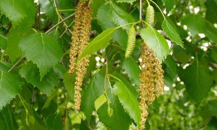 Kayın, geniş yapraklı ve uzun ömürlü ağaç türleri arasında yer alan, estetik görünümü ve sağlam yapısıyla dikkat çeken bir orman ağacıdır. Bilimsel olarak Fagus cinsine ait olan kayın ağacı, özellikle ılıman iklim bölgelerinde yaygın olarak yetişir. Türkiye’de en sık görülen türlerinden biri ise Fagus orientalis olarak bilinen Doğu kayınıdır. Karadeniz ve Marmara bölgelerinde geniş kayın ormanları bulunur. Konulu bir haber görseli.