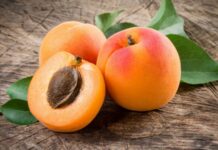 Kayısı, yaz aylarının en sevilen meyvelerinden biri olarak hem lezzeti hem de sağlık üzerindeki olumlu etkileriyle öne çıkar. Bilimsel adı Prunus armeniaca olan kayısı, gülgiller familyasına ait bir meyvedir ve özellikle Anadolu coğrafyasında yüzyıllardır yetiştirilmektedir. Turuncu rengi, yumuşak dokusu ve kendine has aromasıyla dikkat çeken bu meyve, taze ve kuru formda tüketilebilmesi sayesinde dört mevsim sofralarda yer bulur. Konulu bir haber görseli.