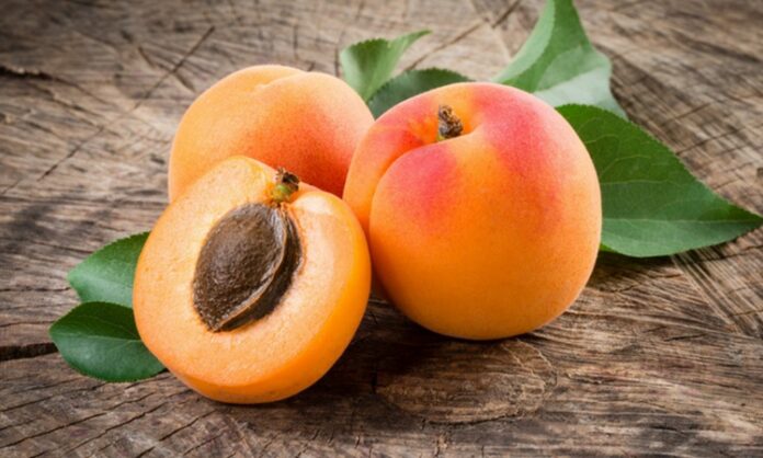 Kayısı, yaz aylarının en sevilen meyvelerinden biri olarak hem lezzeti hem de sağlık üzerindeki olumlu etkileriyle öne çıkar. Bilimsel adı Prunus armeniaca olan kayısı, gülgiller familyasına ait bir meyvedir ve özellikle Anadolu coğrafyasında yüzyıllardır yetiştirilmektedir. Turuncu rengi, yumuşak dokusu ve kendine has aromasıyla dikkat çeken bu meyve, taze ve kuru formda tüketilebilmesi sayesinde dört mevsim sofralarda yer bulur. Konulu bir haber görseli.