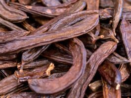 Keçiboynuzu Nedir? Keçiboynuzu’nun Faydaları Nelerdir? Akdeniz coğrafyasının en bilinen doğal ürünlerinden biri olan Keçiboynuzu, hem besleyici değeri hem de geleneksel kullanım alanlarıyla dikkat çeken bir meyvedir. Halk arasında “harnup” adıyla da bilinen bu besin, bilimsel olarak Ceratonia siliqua ağacının meyvesidir. Sıcak iklimleri seven bu ağaç, uzun ömürlü yapısı ve dayanıklılığı ile bilinir. Kahverengi, sert kabuklu ve tatlımsı aromaya sahip meyveleri hem taze hem de işlenmiş formlarda tüketilebilir. Konulu bir haber görseli.