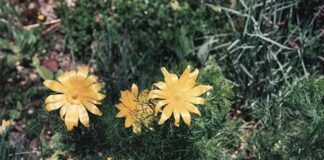Doğal bitkiler arasında kendine has kokusu ve aromasıyla dikkat çeken Keklik Otu, özellikle dağlık bölgelerde yetişen ve halk arasında şifa kaynağı olarak görülen bitkilerden biridir. Yüzyıllardır geleneksel yöntemlerle kullanılan bu bitki, hem mutfakta hem de bitkisel destek amaçlı değerlendirilmiştir. Özellikle keklik otu faydaları konusunda yapılan araştırmalar ve aktarılan bilgiler, bitkiye olan ilgiyi artırmıştır. Konulu bir haber görseli.