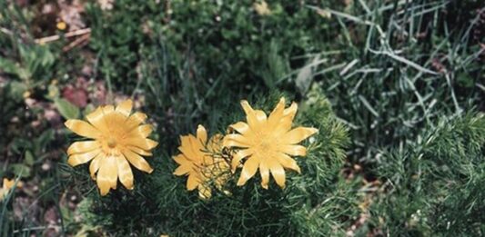 Keklik Otu Nedir? Keklik Otu’nun Faydaları Nelerdir? Doğal bitkiler arasında kendine has kokusu ve aromasıyla dikkat çeken Keklik Otu, özellikle dağlık bölgelerde yetişen ve halk arasında şifa kaynağı olarak görülen bitkilerden biridir. Yüzyıllardır geleneksel yöntemlerle kullanılan bu bitki, hem mutfakta hem de bitkisel destek amaçlı değerlendirilmiştir. Özellikle keklik otu faydaları konusunda yapılan araştırmalar ve aktarılan bilgiler, bitkiye olan ilgiyi artırmıştır. Konulu bir haber görseli.