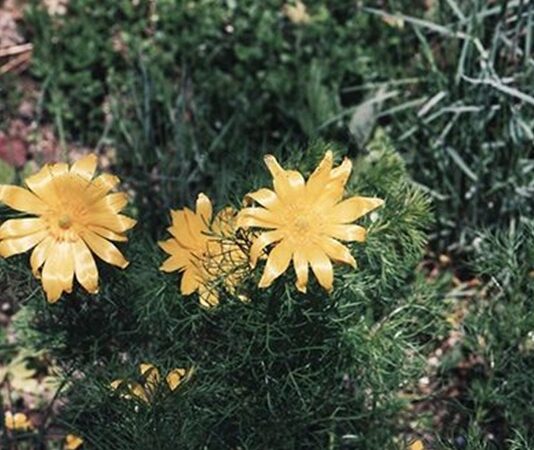 Doğal bitkiler arasında kendine has kokusu ve aromasıyla dikkat çeken Keklik Otu, özellikle dağlık bölgelerde yetişen ve halk arasında şifa kaynağı olarak görülen bitkilerden biridir. Yüzyıllardır geleneksel yöntemlerle kullanılan bu bitki, hem mutfakta hem de bitkisel destek amaçlı değerlendirilmiştir. Özellikle keklik otu faydaları konusunda yapılan araştırmalar ve aktarılan bilgiler, bitkiye olan ilgiyi artırmıştır. Konulu bir haber görseli.