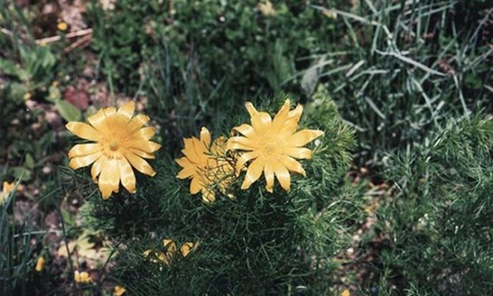Doğal bitkiler arasında kendine has kokusu ve aromasıyla dikkat çeken Keklik Otu, özellikle dağlık bölgelerde yetişen ve halk arasında şifa kaynağı olarak görülen bitkilerden biridir. Yüzyıllardır geleneksel yöntemlerle kullanılan bu bitki, hem mutfakta hem de bitkisel destek amaçlı değerlendirilmiştir. Özellikle keklik otu faydaları konusunda yapılan araştırmalar ve aktarılan bilgiler, bitkiye olan ilgiyi artırmıştır. Konulu bir haber görseli.