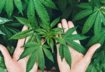 Kenevir Nedir? Kenevir’in Faydaları Nelerdir? Son yıllarda hem tarım hem de sanayi alanında yeniden gündeme gelen Kenevir, çok yönlü kullanım alanı ile dikkat çeken bir bitkidir. Tarih boyunca farklı medeniyetler tarafından lif, tohum ve yağ üretimi amacıyla yetiştirilen bu bitki, dayanıklı yapısı sayesinde geniş bir kullanım yelpazesi sunar. Günümüzde sürdürülebilir üretim ve doğal kaynak arayışlarının artmasıyla birlikte Kenevir yeniden önem kazanmıştır. Konulu bir haber görseli.