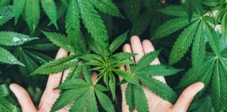 Son yıllarda hem tarım hem de sanayi alanında yeniden gündeme gelen Kenevir, çok yönlü kullanım alanı ile dikkat çeken bir bitkidir. Tarih boyunca farklı medeniyetler tarafından lif, tohum ve yağ üretimi amacıyla yetiştirilen bu bitki, dayanıklı yapısı sayesinde geniş bir kullanım yelpazesi sunar. Günümüzde sürdürülebilir üretim ve doğal kaynak arayışlarının artmasıyla birlikte Kenevir yeniden önem kazanmıştır. Konulu bir haber görseli.