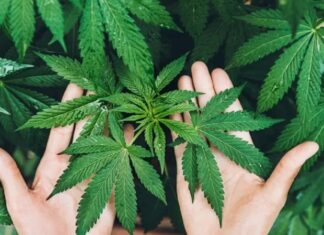 Son yıllarda hem tarım hem de sanayi alanında yeniden gündeme gelen Kenevir, çok yönlü kullanım alanı ile dikkat çeken bir bitkidir. Tarih boyunca farklı medeniyetler tarafından lif, tohum ve yağ üretimi amacıyla yetiştirilen bu bitki, dayanıklı yapısı sayesinde geniş bir kullanım yelpazesi sunar. Günümüzde sürdürülebilir üretim ve doğal kaynak arayışlarının artmasıyla birlikte Kenevir yeniden önem kazanmıştır. Konulu bir haber görseli.