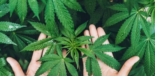 Son yıllarda hem tarım hem de sanayi alanında yeniden gündeme gelen Kenevir, çok yönlü kullanım alanı ile dikkat çeken bir bitkidir. Tarih boyunca farklı medeniyetler tarafından lif, tohum ve yağ üretimi amacıyla yetiştirilen bu bitki, dayanıklı yapısı sayesinde geniş bir kullanım yelpazesi sunar. Günümüzde sürdürülebilir üretim ve doğal kaynak arayışlarının artmasıyla birlikte Kenevir yeniden önem kazanmıştır. Konulu bir haber görseli.