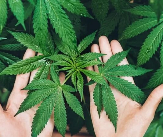 Son yıllarda hem tarım hem de sanayi alanında yeniden gündeme gelen Kenevir, çok yönlü kullanım alanı ile dikkat çeken bir bitkidir. Tarih boyunca farklı medeniyetler tarafından lif, tohum ve yağ üretimi amacıyla yetiştirilen bu bitki, dayanıklı yapısı sayesinde geniş bir kullanım yelpazesi sunar. Günümüzde sürdürülebilir üretim ve doğal kaynak arayışlarının artmasıyla birlikte Kenevir yeniden önem kazanmıştır. Konulu bir haber görseli.