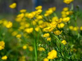 Doğada kendiliğinden yetişen ve halk arasında uzun yıllardır kullanılan Kırlangıç Otu, özellikle sarı çiçekleri ve koparıldığında çıkan turuncu sütüyle tanınır. Geleneksel bitkisel uygulamalarda önemli bir yere sahip olan bu bitki, hem iç hem de dış kullanım alanlarıyla dikkat çeker. Ancak güçlü etkileri nedeniyle bilinçli ve kontrollü şekilde değerlendirilmesi gerekir. Konulu bir haber görseli.