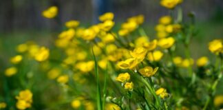Doğada kendiliğinden yetişen ve halk arasında uzun yıllardır kullanılan Kırlangıç Otu, özellikle sarı çiçekleri ve koparıldığında çıkan turuncu sütüyle tanınır. Geleneksel bitkisel uygulamalarda önemli bir yere sahip olan bu bitki, hem iç hem de dış kullanım alanlarıyla dikkat çeker. Ancak güçlü etkileri nedeniyle bilinçli ve kontrollü şekilde değerlendirilmesi gerekir. Konulu bir haber görseli.