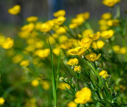 Doğada kendiliğinden yetişen ve halk arasında uzun yıllardır kullanılan Kırlangıç Otu, özellikle sarı çiçekleri ve koparıldığında çıkan turuncu sütüyle tanınır. Geleneksel bitkisel uygulamalarda önemli bir yere sahip olan bu bitki, hem iç hem de dış kullanım alanlarıyla dikkat çeker. Ancak güçlü etkileri nedeniyle bilinçli ve kontrollü şekilde değerlendirilmesi gerekir. Konulu bir haber görseli.