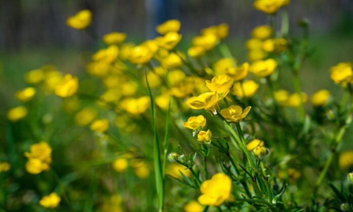 Doğada kendiliğinden yetişen ve halk arasında uzun yıllardır kullanılan Kırlangıç Otu, özellikle sarı çiçekleri ve koparıldığında çıkan turuncu sütüyle tanınır. Geleneksel bitkisel uygulamalarda önemli bir yere sahip olan bu bitki, hem iç hem de dış kullanım alanlarıyla dikkat çeker. Ancak güçlü etkileri nedeniyle bilinçli ve kontrollü şekilde değerlendirilmesi gerekir. Konulu bir haber görseli.