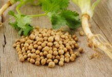 Mutfaklarda hem yaprak hem de tohum formuyla kullanılan Kişniş, aromatik yapısı ve kendine has kokusuyla dikkat çeken şifalı bitkiler arasında yer alır. Özellikle Akdeniz, Orta Doğu ve Asya mutfağında yaygın olarak kullanılan bu bitki, yemeklere verdiği ferah tatla öne çıkar. Son yıllarda sağlıklı yaşam trendlerinin artmasıyla birlikte Kişniş nedir ve ne işe yarar soruları daha sık gündeme gelmeye başlamıştır. Konulu bir haber görseli.