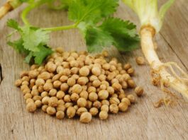 Mutfaklarda hem yaprak hem de tohum formuyla kullanılan Kişniş, aromatik yapısı ve kendine has kokusuyla dikkat çeken şifalı bitkiler arasında yer alır. Özellikle Akdeniz, Orta Doğu ve Asya mutfağında yaygın olarak kullanılan bu bitki, yemeklere verdiği ferah tatla öne çıkar. Son yıllarda sağlıklı yaşam trendlerinin artmasıyla birlikte Kişniş nedir ve ne işe yarar soruları daha sık gündeme gelmeye başlamıştır. Konulu bir haber görseli.