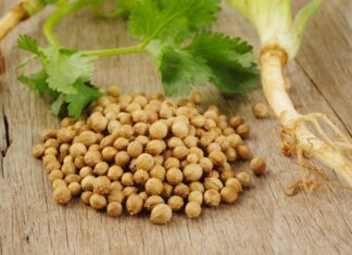 Mutfaklarda hem yaprak hem de tohum formuyla kullanılan Kişniş, aromatik yapısı ve kendine has kokusuyla dikkat çeken şifalı bitkiler arasında yer alır. Özellikle Akdeniz, Orta Doğu ve Asya mutfağında yaygın olarak kullanılan bu bitki, yemeklere verdiği ferah tatla öne çıkar. Son yıllarda sağlıklı yaşam trendlerinin artmasıyla birlikte Kişniş nedir ve ne işe yarar soruları daha sık gündeme gelmeye başlamıştır. Konulu bir haber görseli.