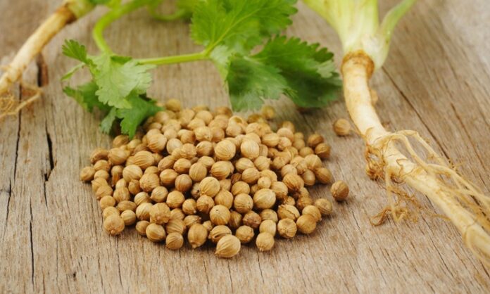 Kişniş Nedir Ve Kişnişin Faydaları Nelerdir Doğal Şifa Kaynağı Baharat Mutfaklarda hem yaprak hem de tohum formuyla kullanılan Kişniş, aromatik yapısı ve kendine has kokusuyla dikkat çeken şifalı bitkiler arasında yer alır. Özellikle Akdeniz, Orta Doğu ve Asya mutfağında yaygın olarak kullanılan bu bitki, yemeklere verdiği ferah tatla öne çıkar. Son yıllarda sağlıklı yaşam trendlerinin artmasıyla birlikte Kişniş nedir ve ne işe yarar soruları daha sık gündeme gelmeye başlamıştır. Konulu bir haber görseli.