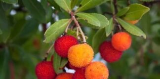 Son yıllarda doğal ve yerel meyvelere olan ilgi artarken, Akdeniz iklimine özgü bitkiler de yeniden gündeme gelmeye başladı. Bu meyvelerden biri olan Kocayemiş, hem görüntüsü hem de besin değeriyle dikkat çeken özel bir türdür. Halk arasında dağ çileği olarak da bilinen bu meyve, özellikle sonbahar aylarında olgunlaşır ve parlak kırmızı rengiyle doğada kolayca fark edilir. Konulu bir haber görseli.