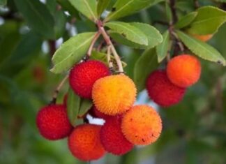 Son yıllarda doğal ve yerel meyvelere olan ilgi artarken, Akdeniz iklimine özgü bitkiler de yeniden gündeme gelmeye başladı. Bu meyvelerden biri olan Kocayemiş, hem görüntüsü hem de besin değeriyle dikkat çeken özel bir türdür. Halk arasında dağ çileği olarak da bilinen bu meyve, özellikle sonbahar aylarında olgunlaşır ve parlak kırmızı rengiyle doğada kolayca fark edilir. Konulu bir haber görseli.